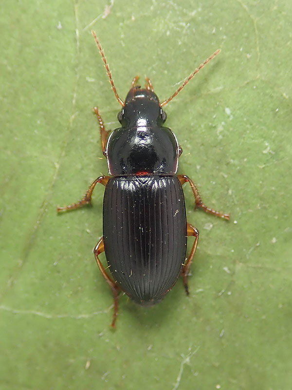 Carabidae: ancora un Harpalus? forse H. latus